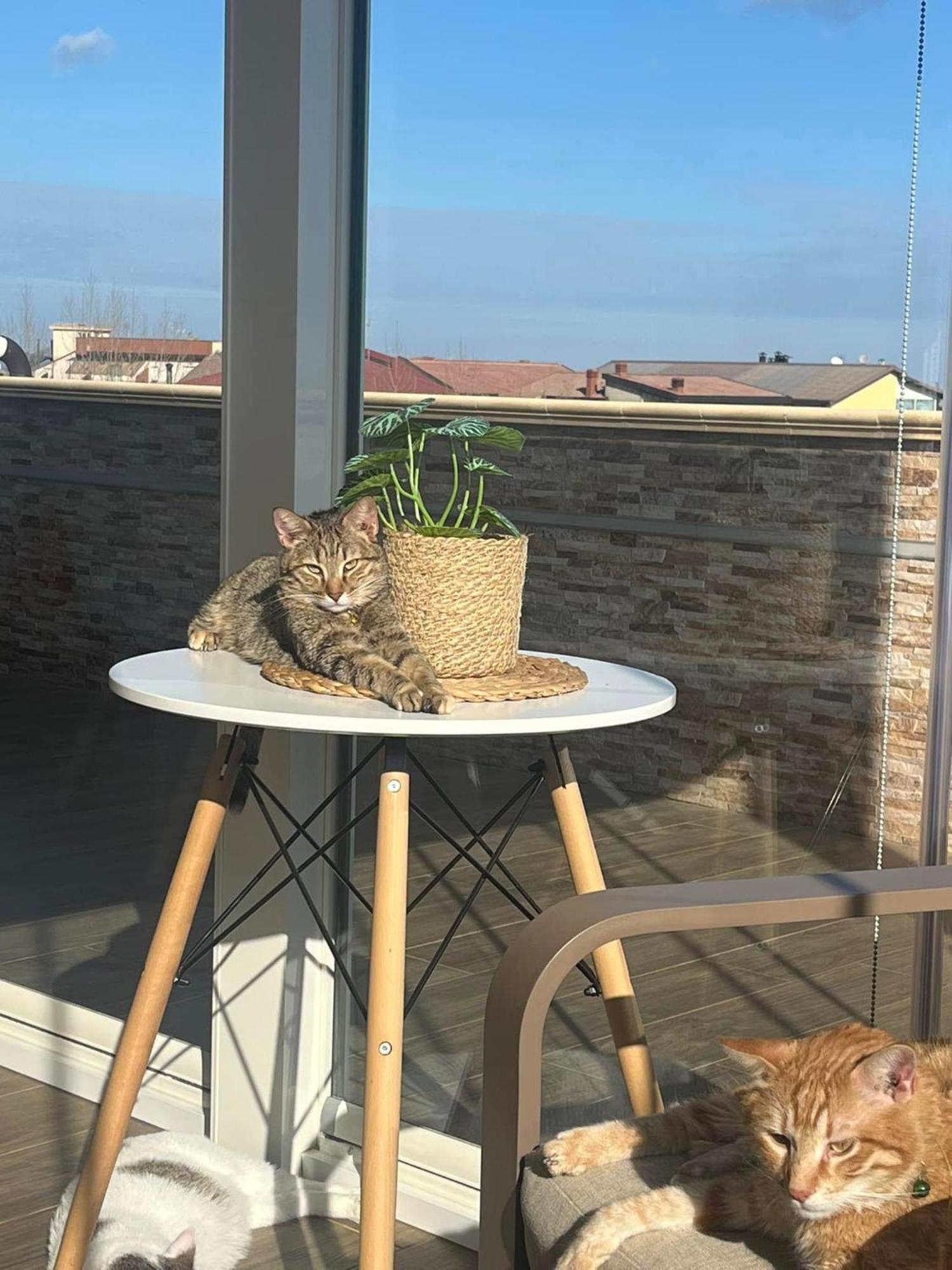 Cotronei B&B La Terrazza Polifrone المظهر الخارجي الصورة